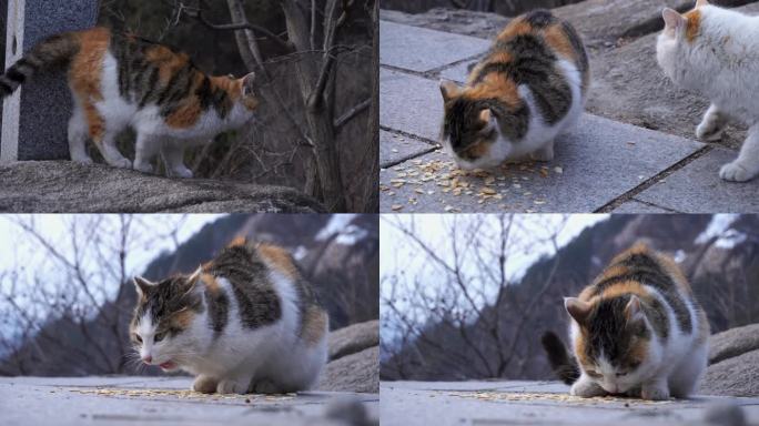 山间投食野猫清新悠闲