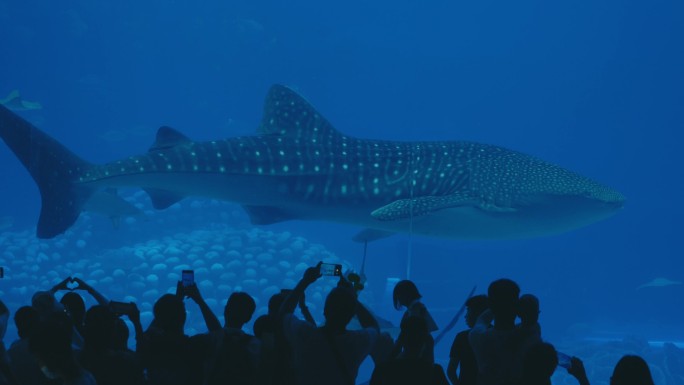 海洋馆里拍摄鲸鲨游过的游客人群