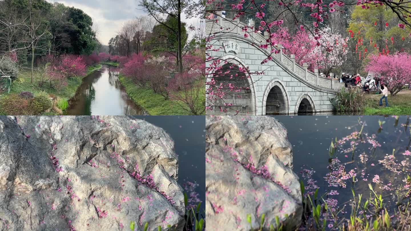 春暖花开红梅花开中国园林城市公园唯美空镜