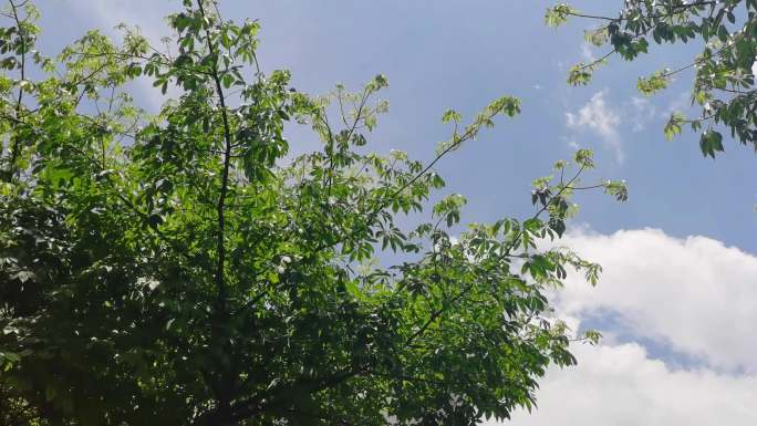 天空-树叶-城市车道