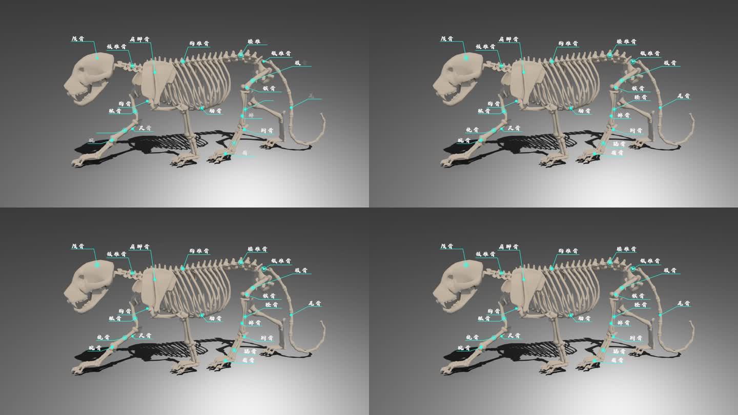 猫科动物骨骼名称