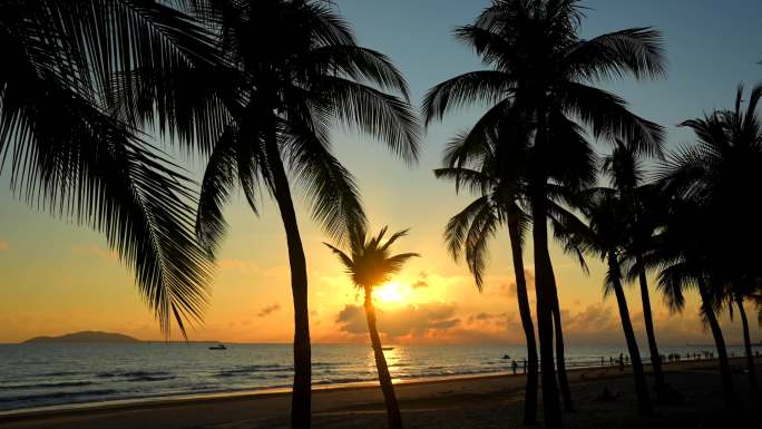 夕阳下的海边椰树
