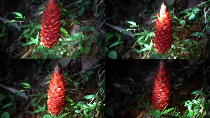 火红热带植物