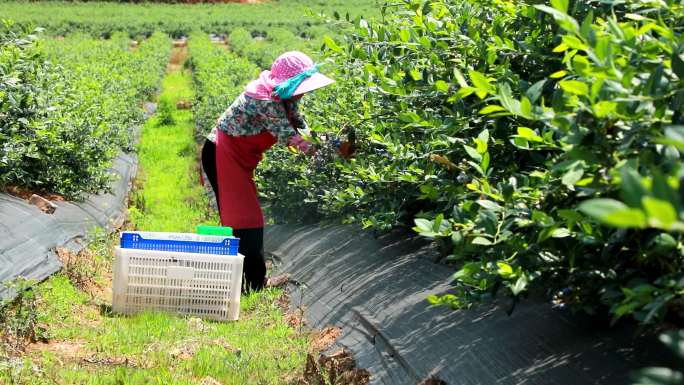 蓝莓采摘