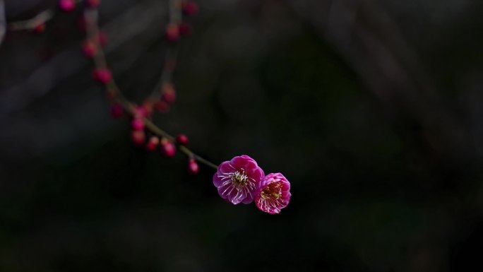 梅花特写