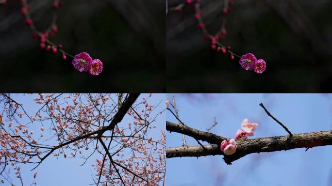 梅花特写