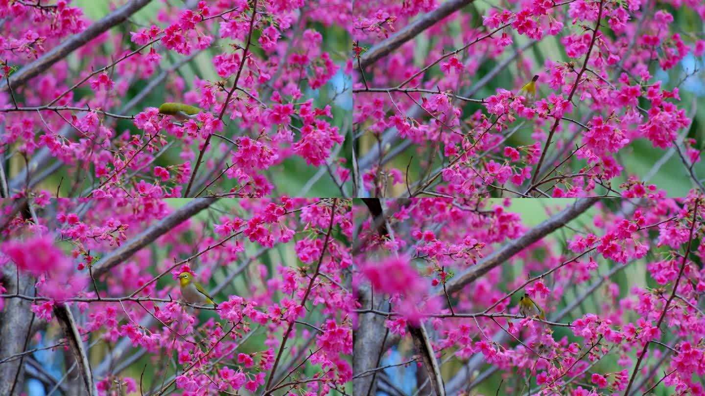 鸟语花香 樱花树小鸟 绣眼鸟