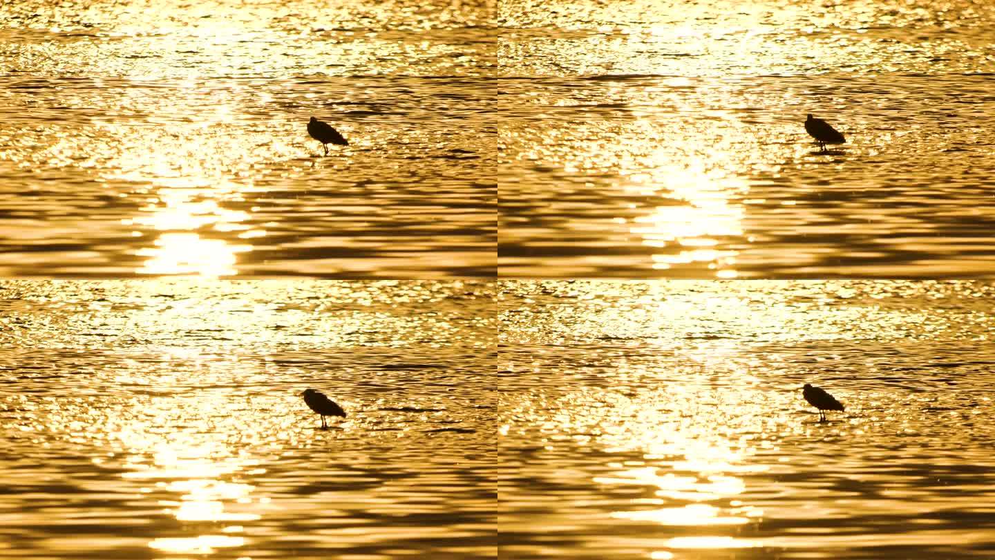 金色水面白鹭剪影