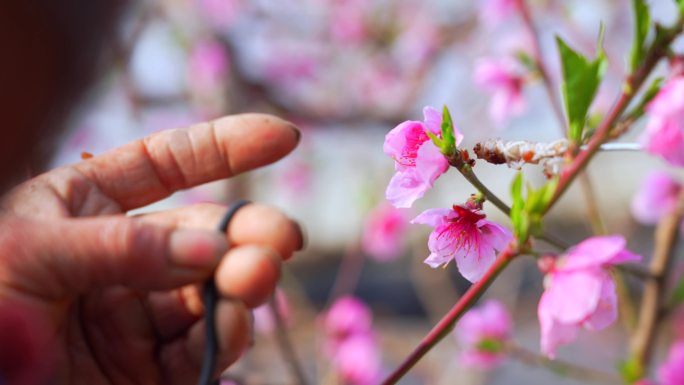 【4K】  大棚桃花 人工授粉 桃花授粉