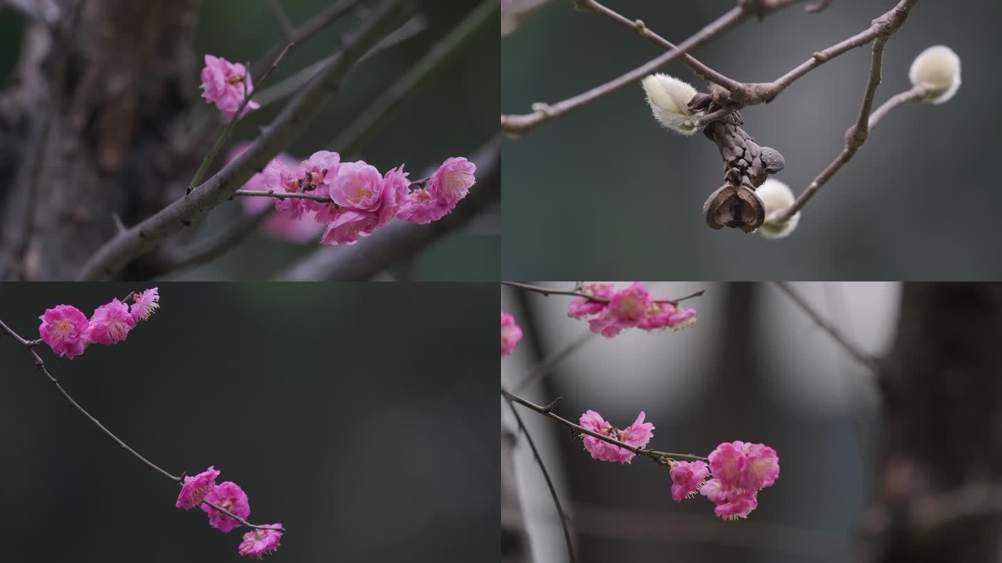 一组早春唯美发芽开花空镜头