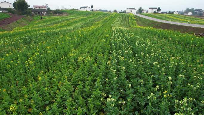 农业油菜花农田