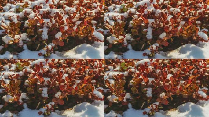 冬季黄杨树上冰雪溶化