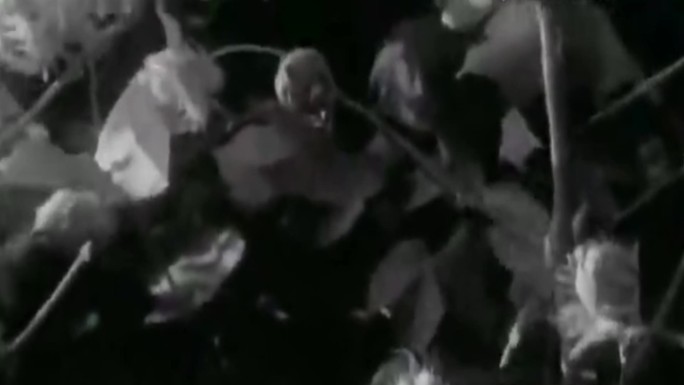 50年代农民采摘棉花影像