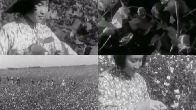 50年代农民采摘棉花影像