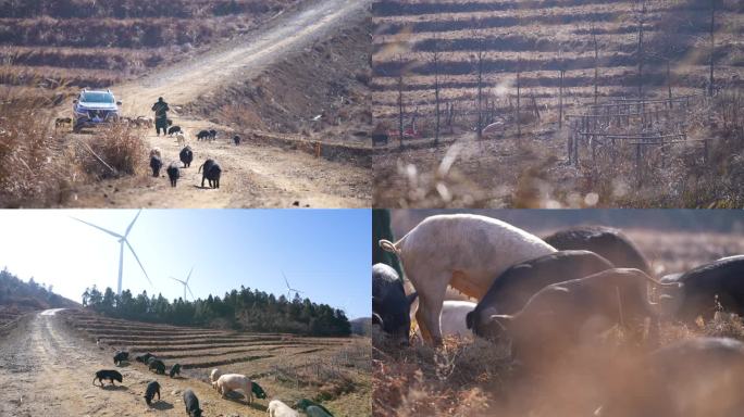 高山野外户外放养山猪土猪投喂猪食空镜8