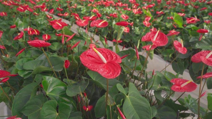 【4K】红掌花、安祖花种植大棚