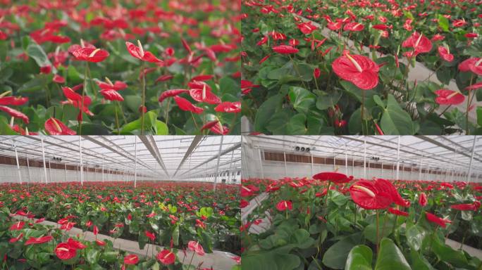 【4K】红掌花、安祖花种植大棚