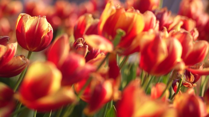 郁金香花朵花园花海花园花圃