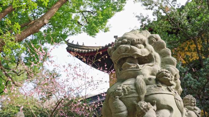 禅院梅花空镜头 杭州西湖净慈寺