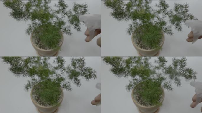 给蓬莱松植物浇水特写升格慢动作