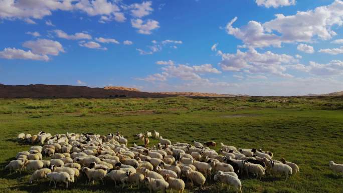 沙漠绿洲羊群盐池滩羊