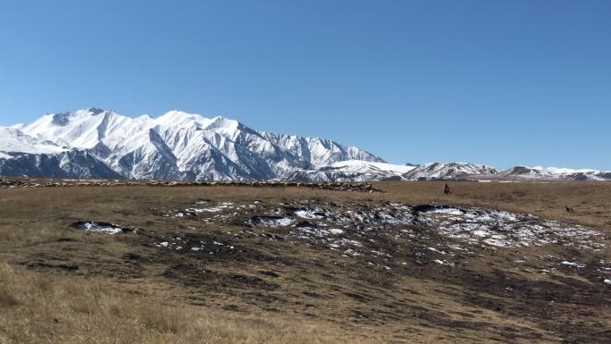 雪山上高原上牧羊人骑马赶羊群