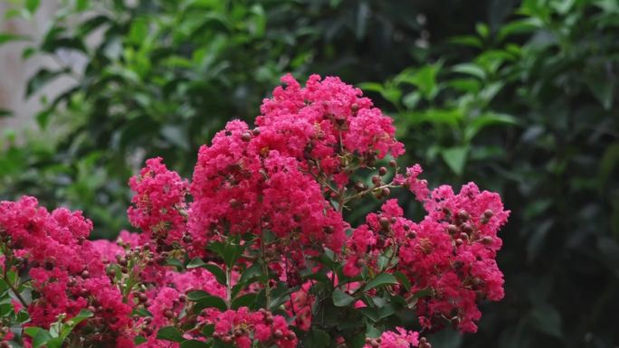 春暖花开 春天景象 生机勃勃 乡村美景