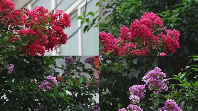 春暖花开 春天景象 生机勃勃 乡村美景