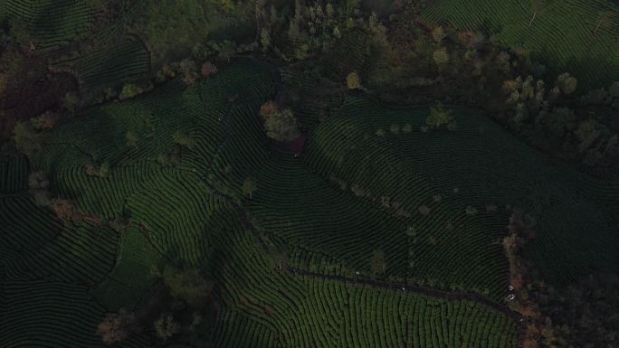 信仰茶山航拍