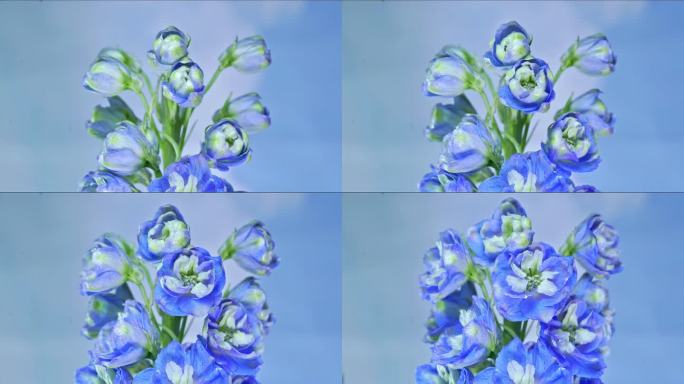 蓝紫色花卉大花飞燕草延时摄影