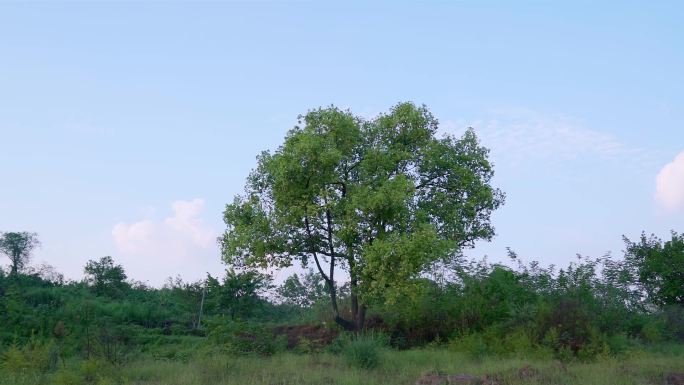 浪漫温馨唯美的蓝天白云草地格桑花