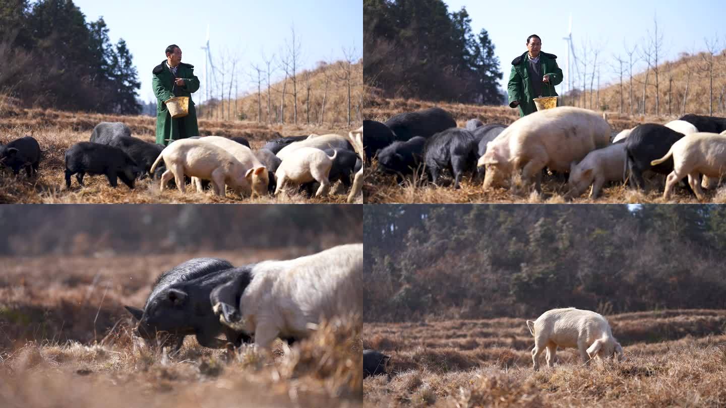 高山野外户外放养山猪土猪投喂猪食空镜11