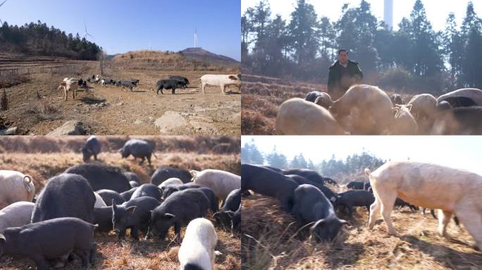 高山野外户外放养山猪土猪投喂猪食空镜