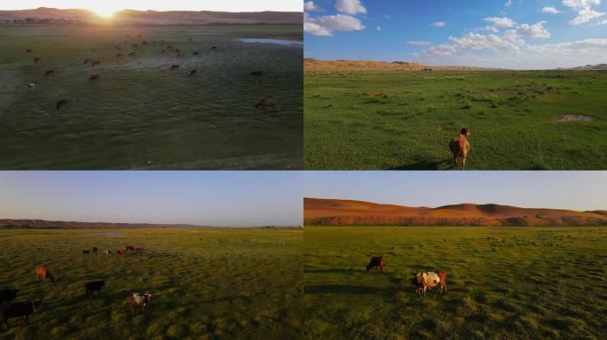 20段素材：腾格里沙漠绿洲的牛群