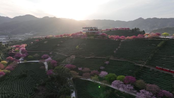 福建龙岩台品樱花茶园航拍