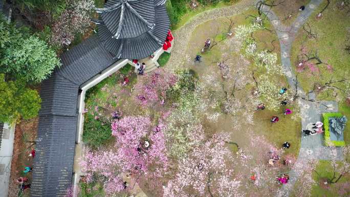 航拍南京雨花台梅岗的梅花盛开