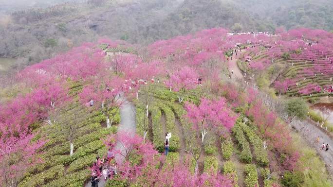 郴州高椅岭景区粉红樱花园航拍1