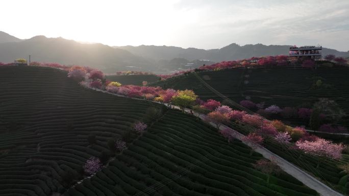 福建龙岩台品樱花茶园