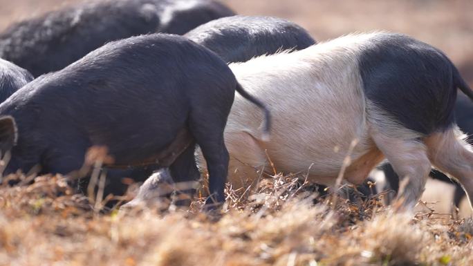 高山野外户外放养山猪土猪投喂猪食空镜7