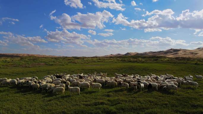 21段素材：沙漠绿洲上奔跑的羊群