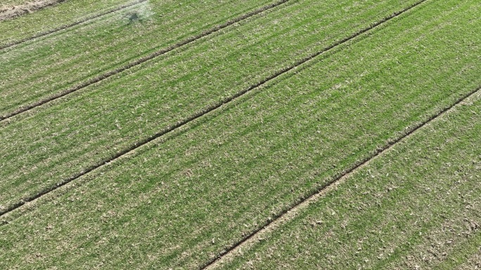 航拍春天农业植保无人机飞防麦地打药除草