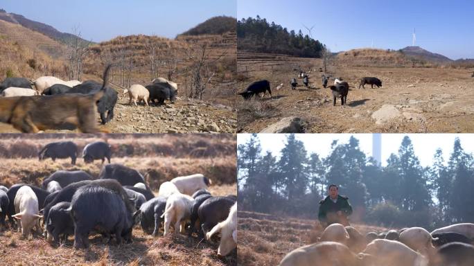 高山野外户外放养山猪土猪投喂猪食空镜合集