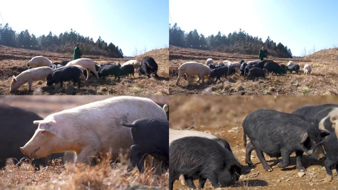 高山野外户外放养山猪土猪投喂猪食空镜6