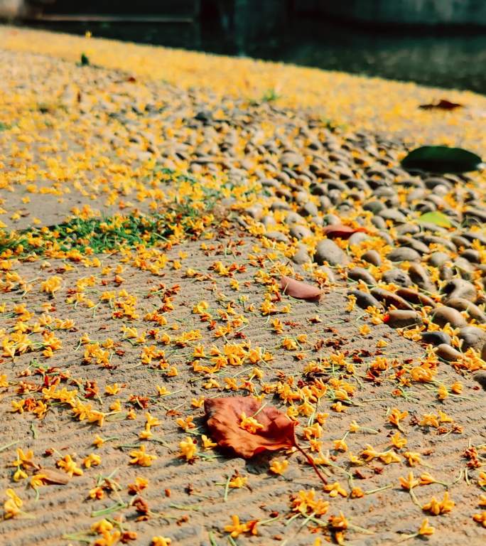 小桥前面的桂花雨