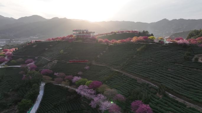 福建龙岩台品樱花茶园