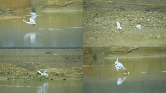 白鹭抓鱼白鹭翩翩起舞海鸟捉鱼湿地保护环境