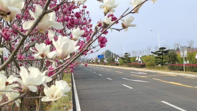 马路鲜花空镜