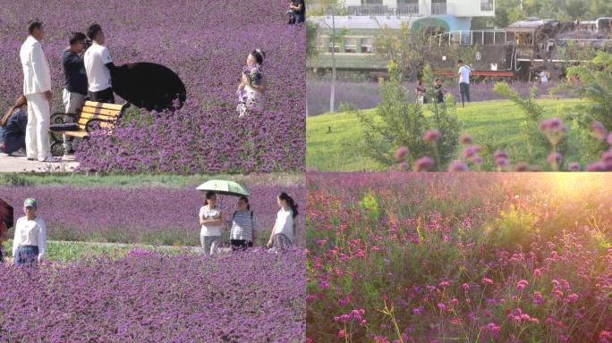 薰衣草海洋薰衣草花城踏青婚纱摄影浪漫情侣