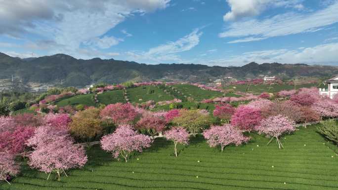 福建龙岩台品樱花茶园航拍