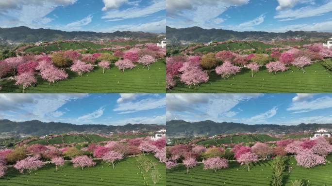 福建龙岩台品樱花茶园航拍